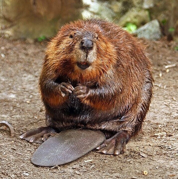 American_Beaver