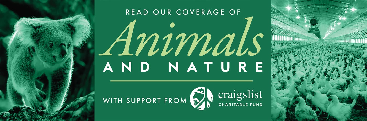 Animals-Banner-V1