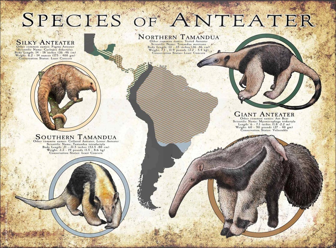 Anteater-Species-Graphic