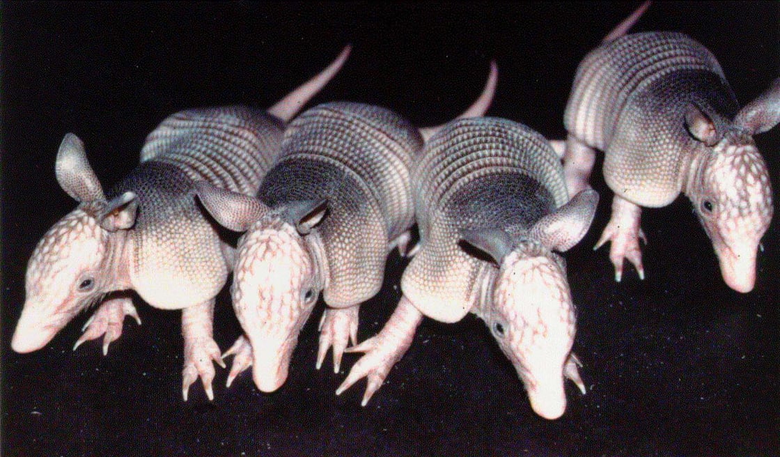 Armadillo-quads