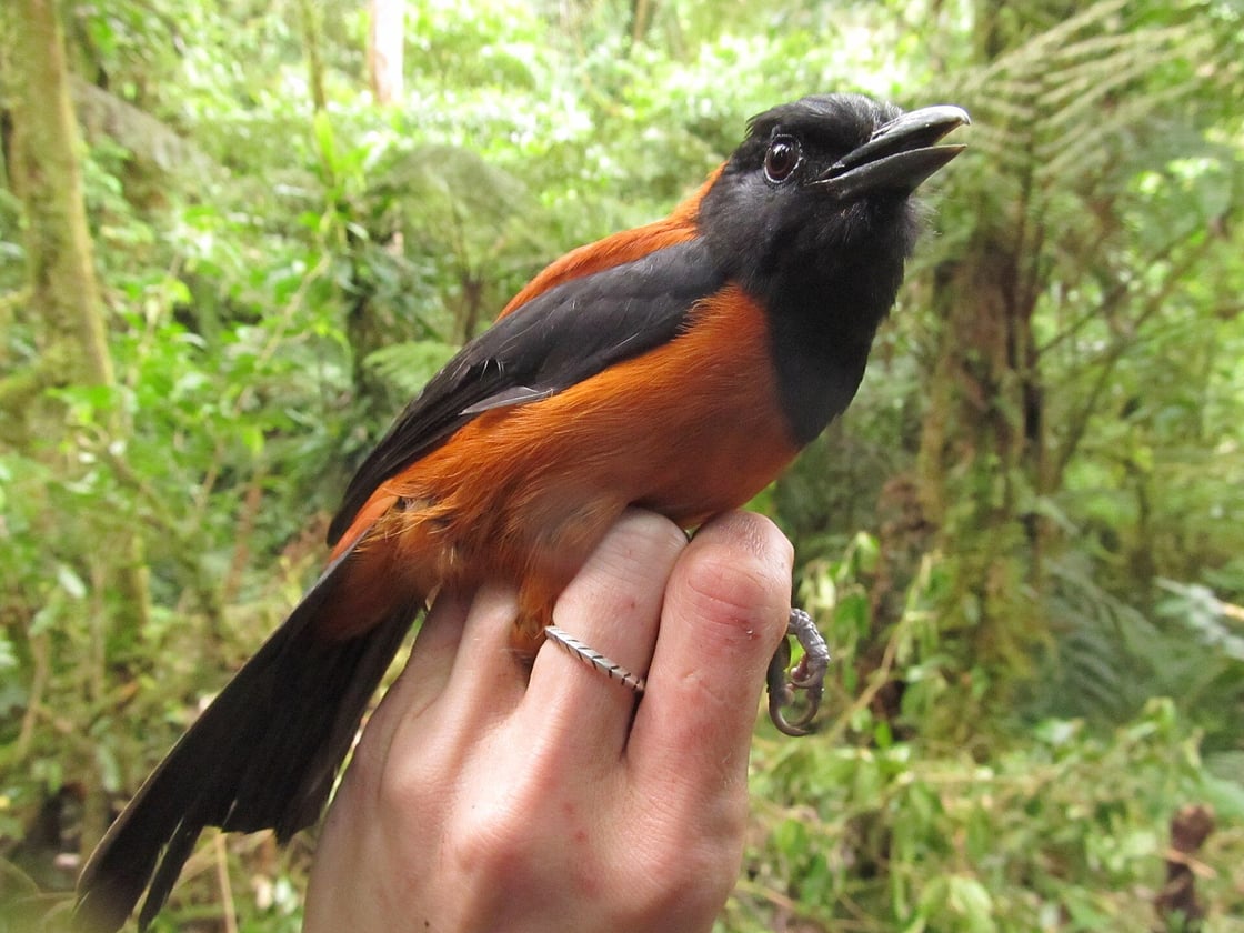 Hooded_Pitohui_1