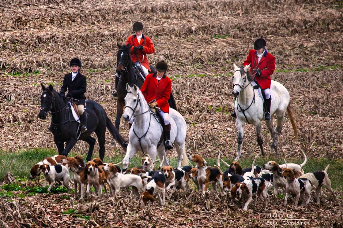 Horses_and_hounds_(15832451122)