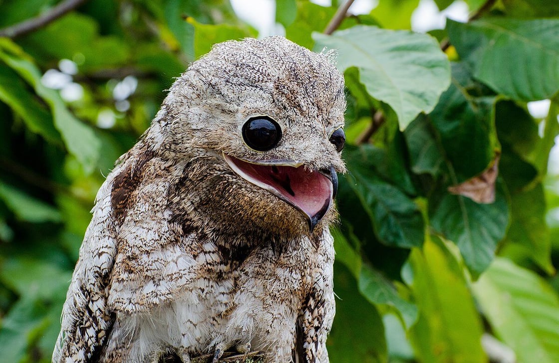 1200px-Mãe-da-lua-gigante_(Nyctibius_grandis)