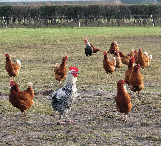 Free_range_chickens_in_pasture_-_geograph.org.uk_-_1132932