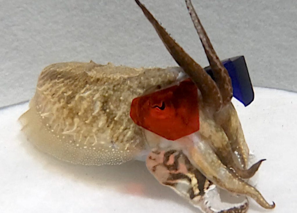 cuttlefish-3d-glasses-1