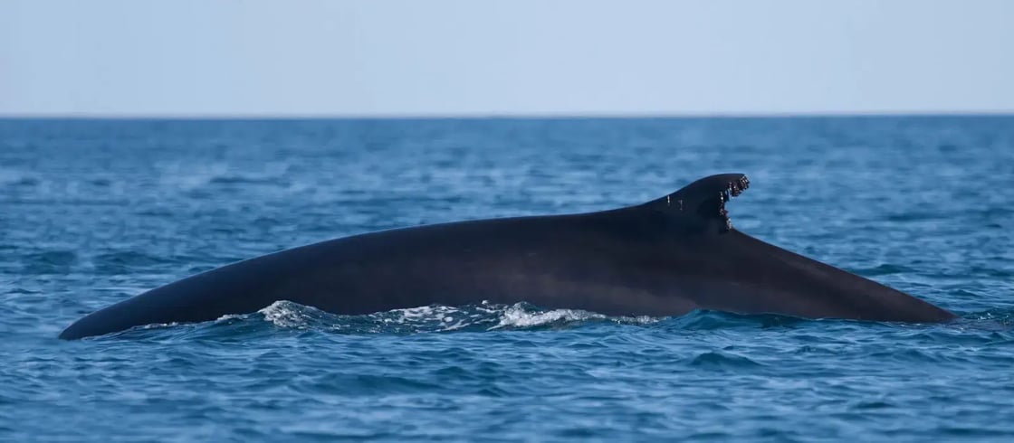 fin-whale-balaenoptera-physalus