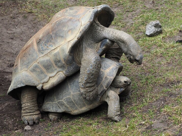 galapagos-tortoises-mating-shutterstock_198466217