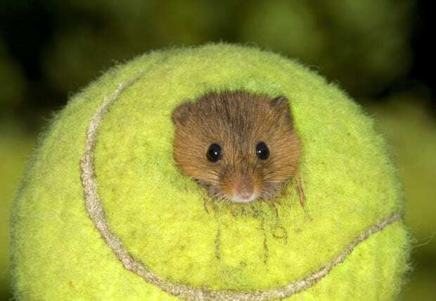 mouse-tennis-ball_2013661i