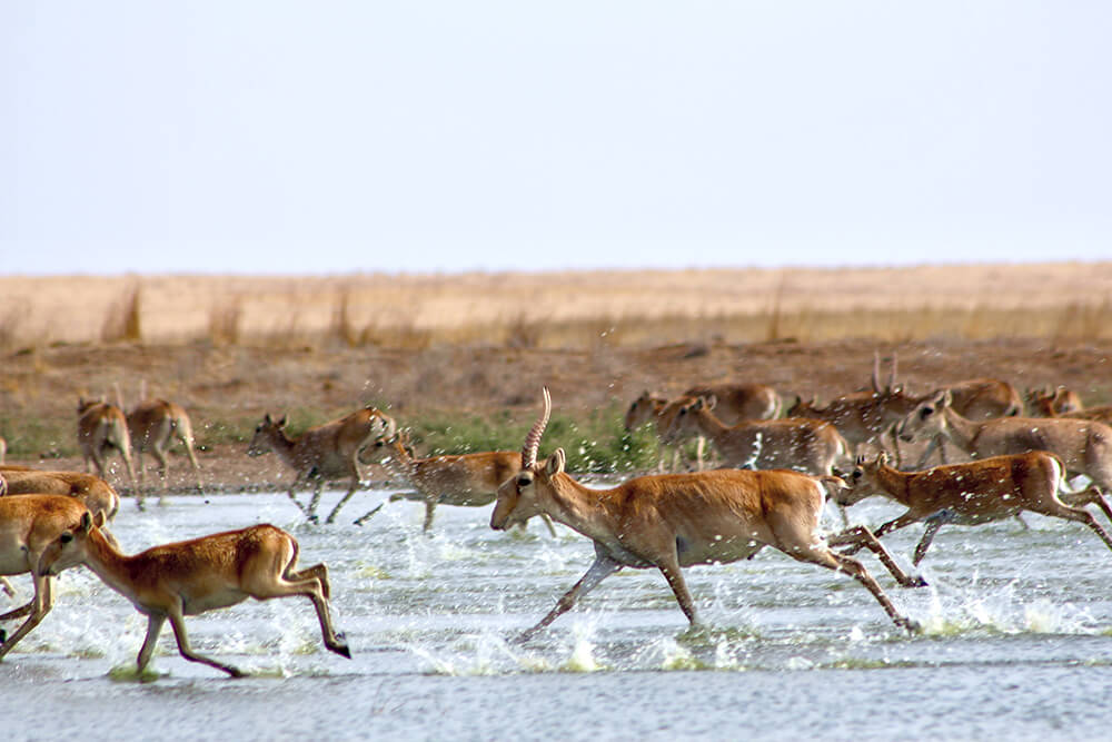 saiga-david-oconnor-running