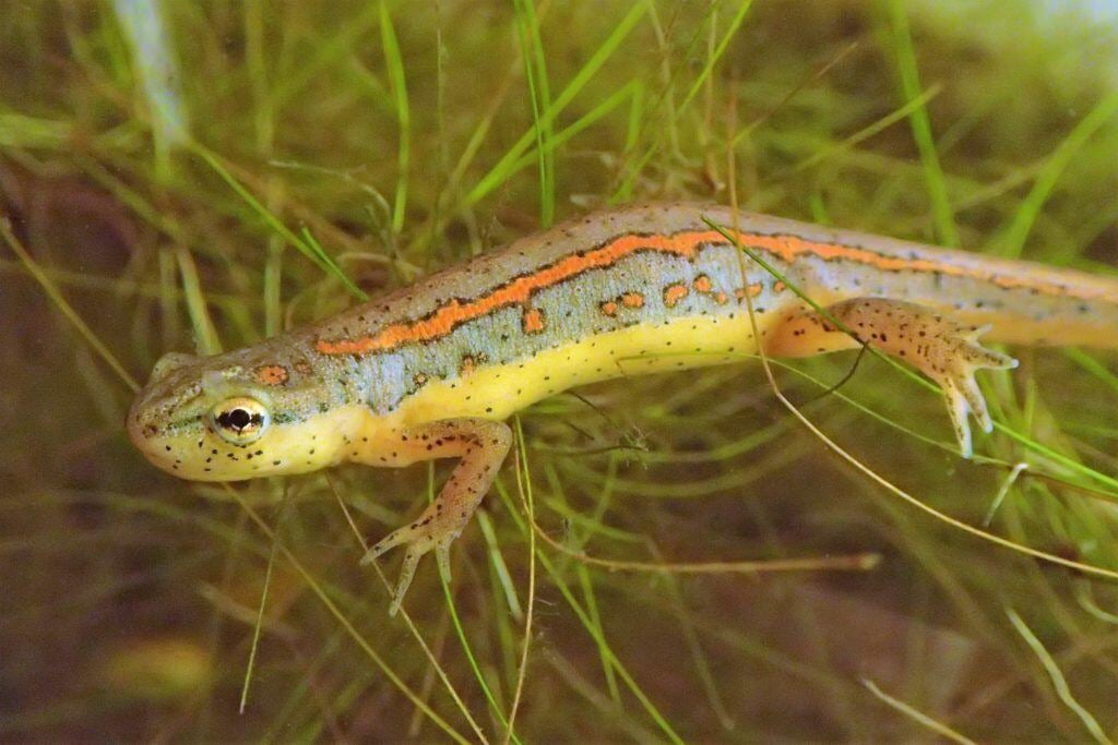 Surfer-the-striped-newt-1024x683