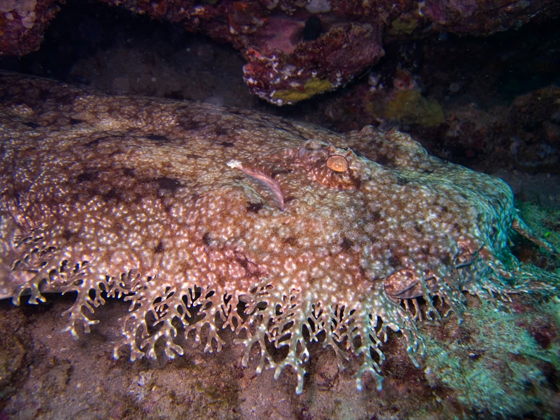 Tasseled_wobbegong_shark