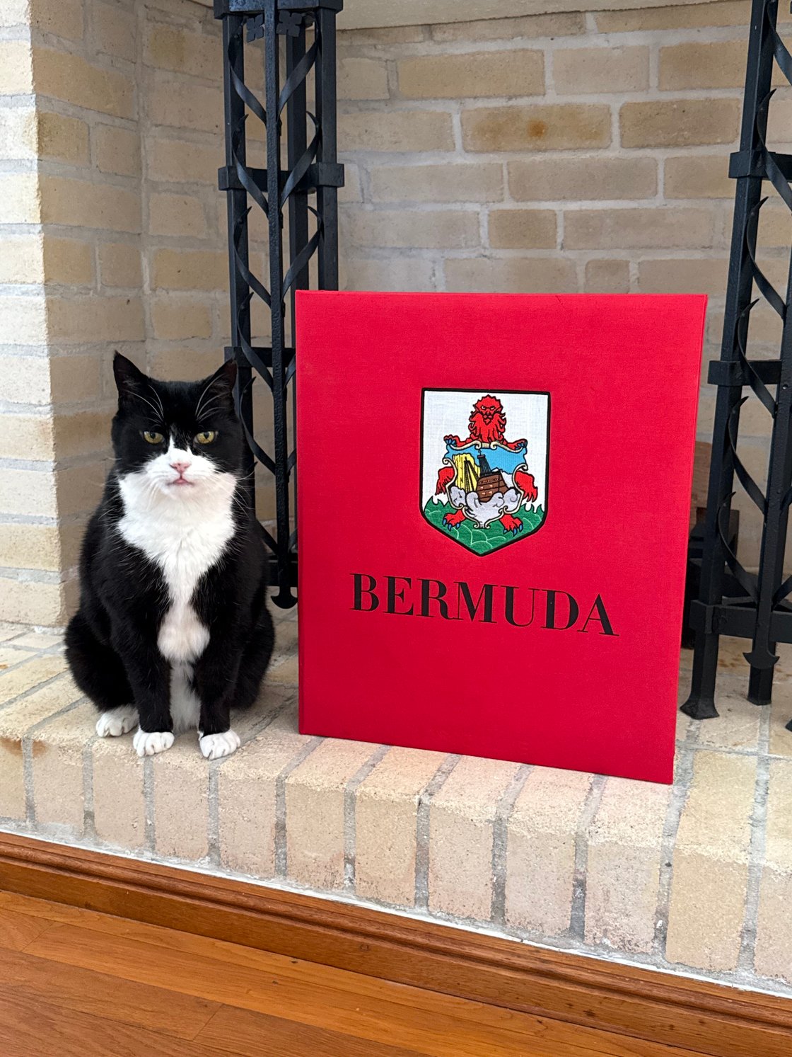 bermuda-cat