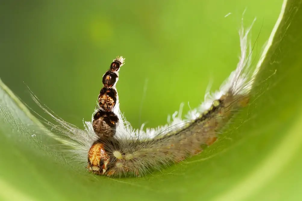 caterpillar