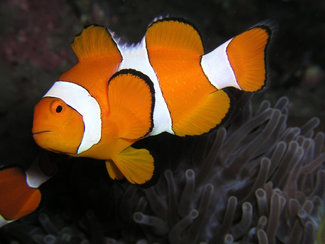 clownfish