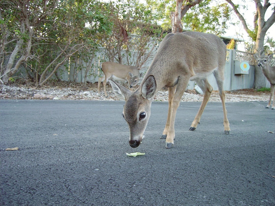 deer