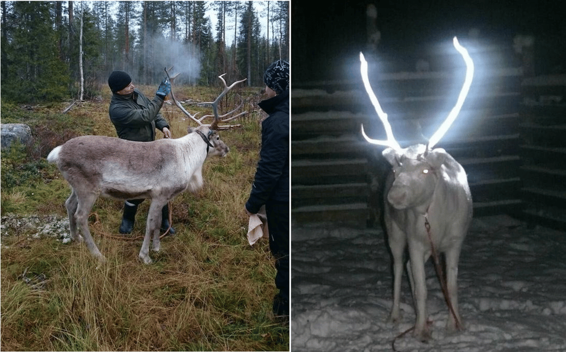 glowing antlers