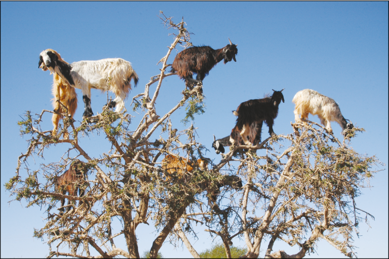 goats-in-tree