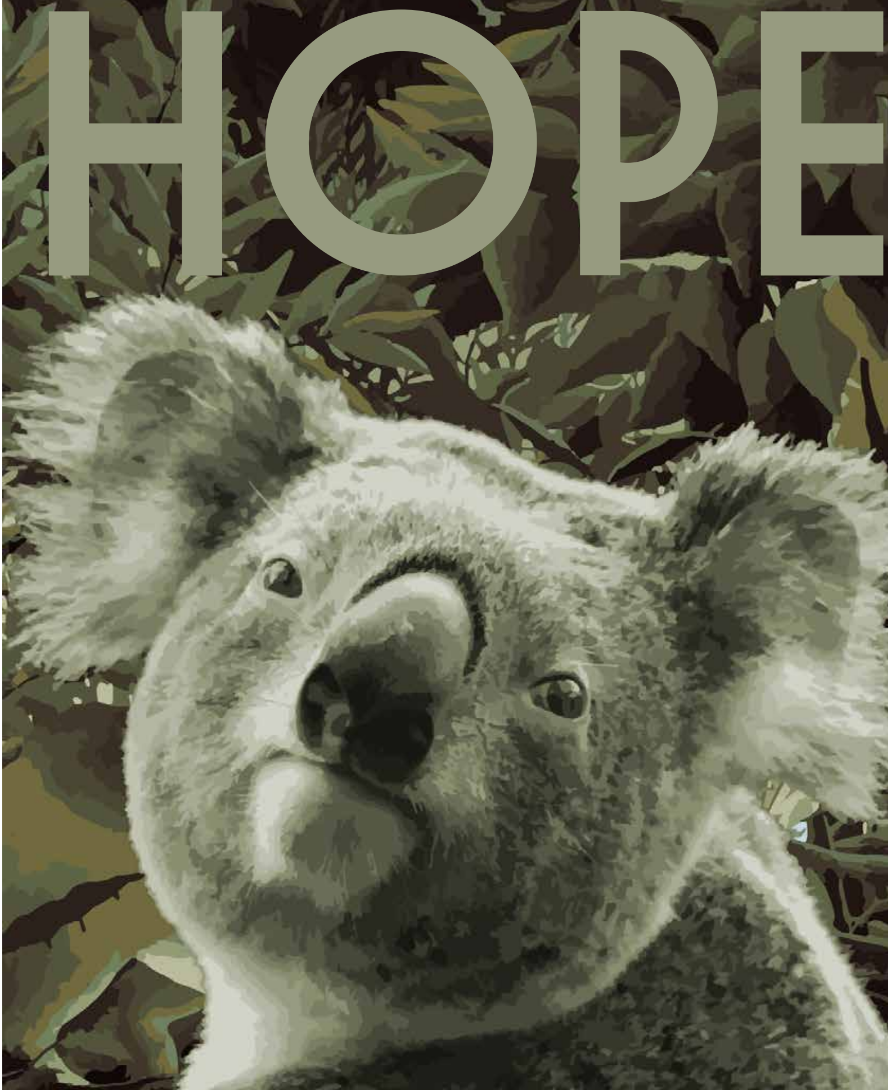 hope-koala