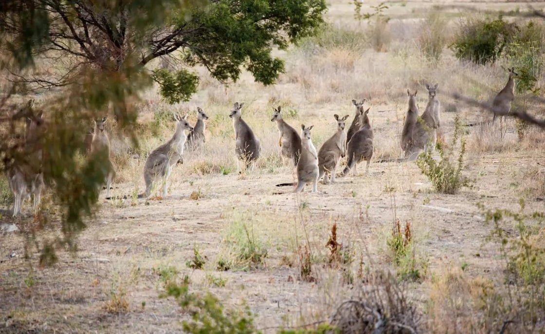 kanagroos-at-mums-house