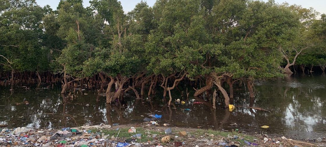 mangroves