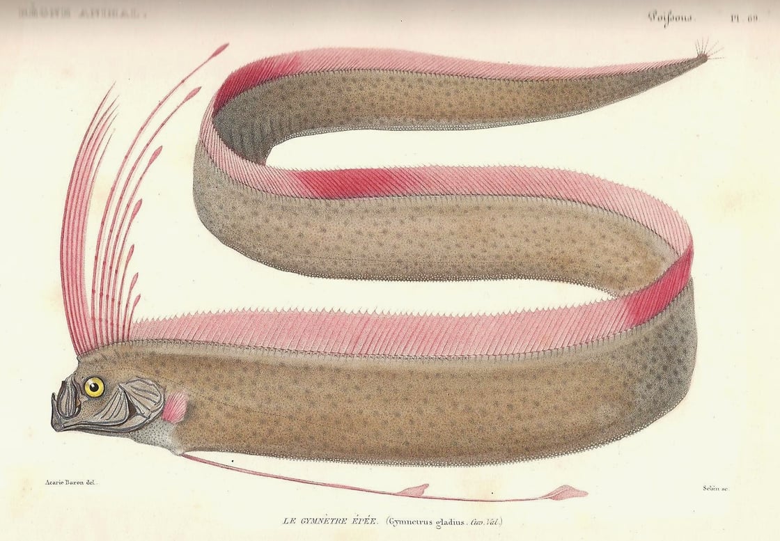 oarfish2